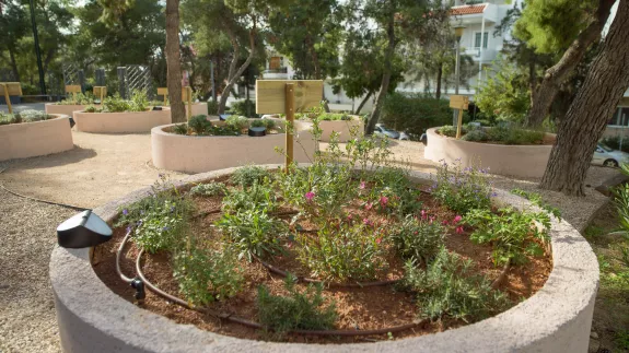 Bee-plants