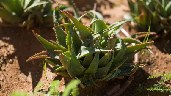 Myths-Aloe