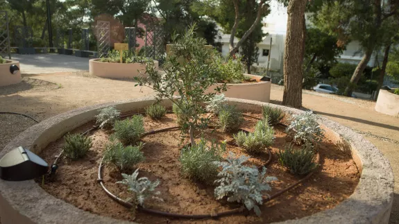 olive-plants