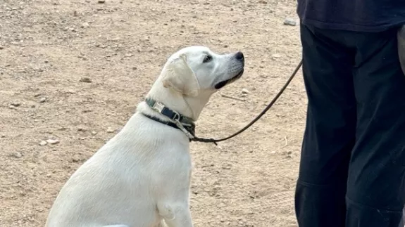 Η… Λάμδα εκπαιδεύεται για σκύλος - οδηγός 