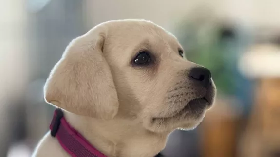 Η… Λάμδα εκπαιδεύεται για σκύλος - οδηγός 