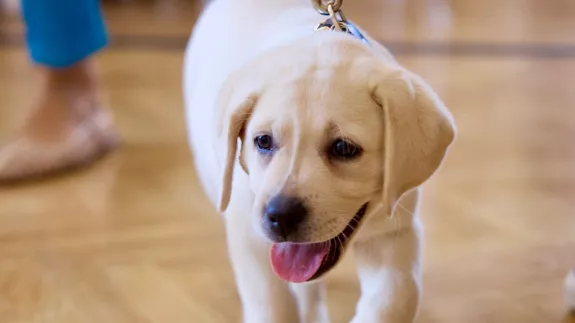 Η… Λάμδα εκπαιδεύεται για σκύλος - οδηγός 