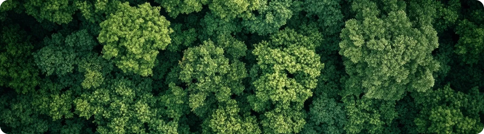 Full image with text overlay